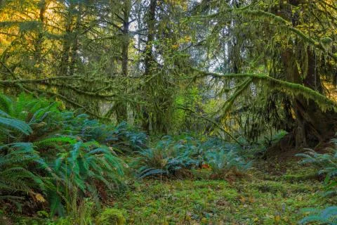 Trees in Hoh Rainforest Stock Photos