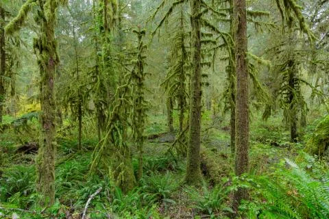 Trees in Hoh Rainforest Stock Photos