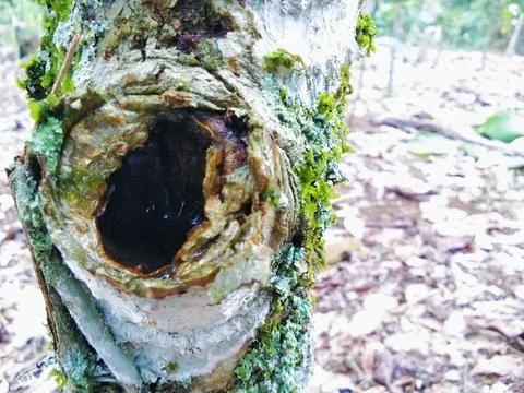 Trees with holes close up Stock Photos