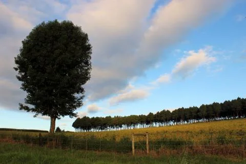 Trees on horizon with clouds Stock Photos