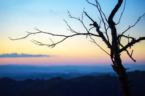 Trees on the horizon cold light Stock Photos