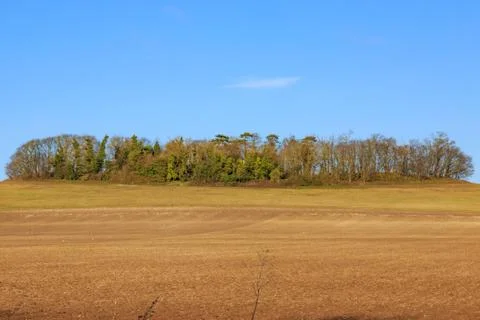 Trees on the Horizon Foto stock