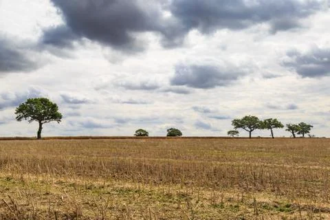 Trees on the Horizon Stock Photos