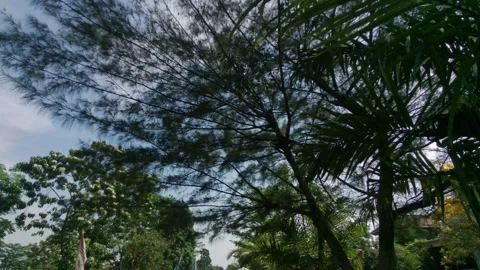 Trees on a hot day Video stock 218066025