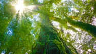 The Trees In The Humid Tropical Forest Covered With Moss Stock Footage