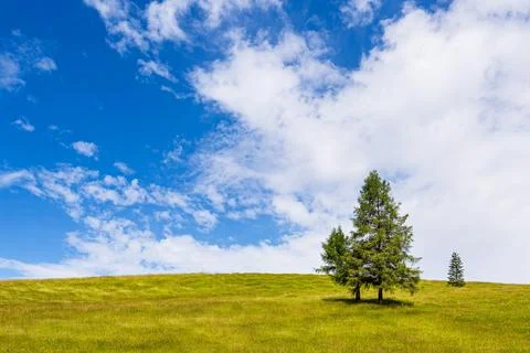 Trees in the Humpback Meadows between Mittenwald and Kruen, Germany Stock Photos