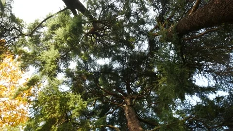 Trees Hypnotic Stock Footage 145518229