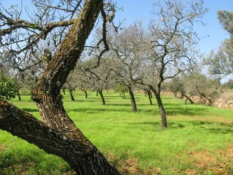 Trees ibiza Stock Photos