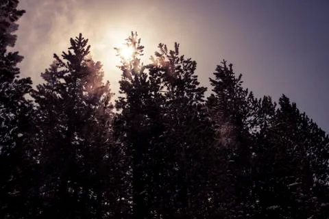 Trees with ice cold mist Stock Photos