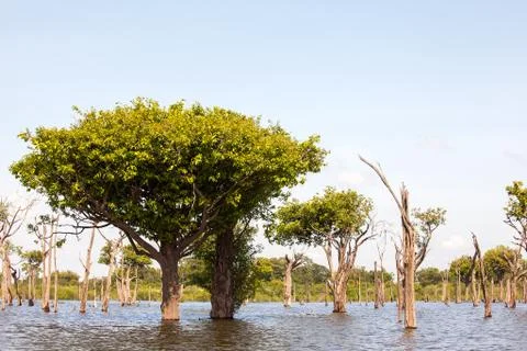 Trees on Igarape on Amazon river Stock Photos