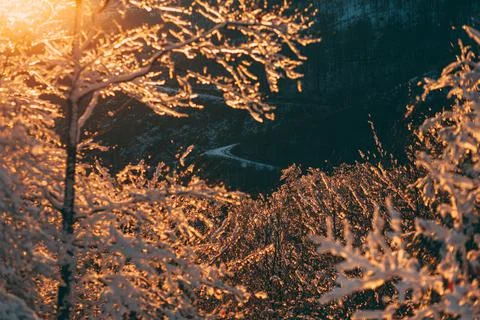 Trees illuminated with bright orange setting sun, covered with snow Stock Photos