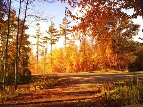 Trees illuminated by fall sunlight Stock Photos