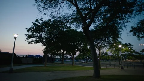 Trees illuminated by lights at sunset in park Stock Footage 110085035