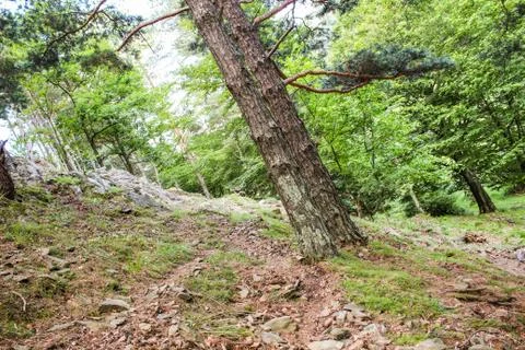 Trees of illusion Foto stock