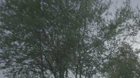 Trees India Video stock 112416218