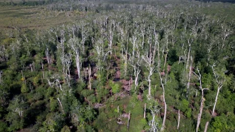 Trees in Indonesia Stock Footage 203742537