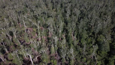 Trees in Indonesia Stock Footage 203742784
