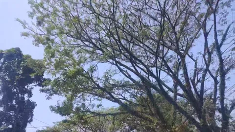 Trees of Indonesia Video stock 311998091