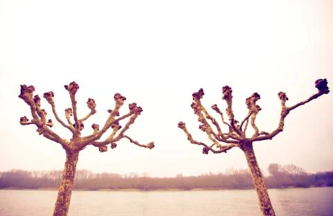 Trees infront of river Stock Photos