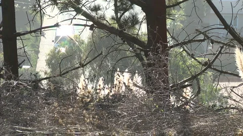 Trees Insects Light Reflection Flare Video stock 988519