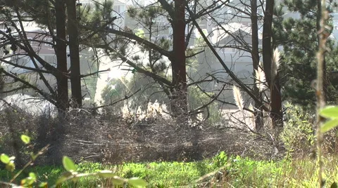 Trees Insects Light Reflection Flare 2 Video stock 988548