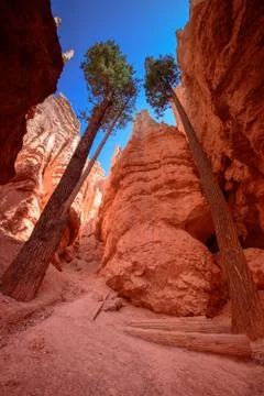 Trees inside Bryce canyon Stock Photos
