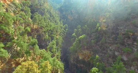 Trees Inside Canyon At Sunset Drone Shot, 4k Stock Footage 147107973