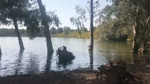 Trees Inside Lake At The Park Видео 152184381