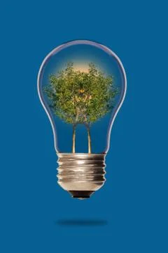 Trees inside a light bulb Stock Photos
