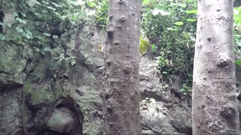 Trees inside Marble mountains, Da Nang, Vietnam Stock Footage 155163876