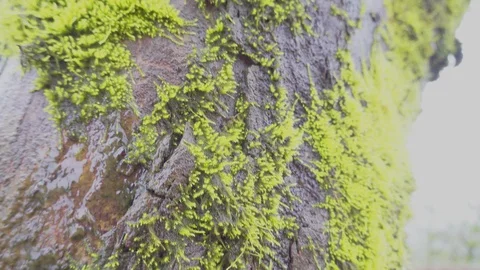 Trees inside a misty jungle in the hill station, India Stock Footage 93883586