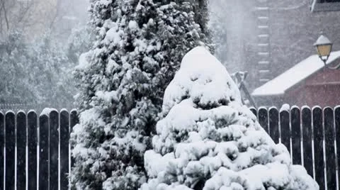 Trees in intense snow Stock Footage 10758298