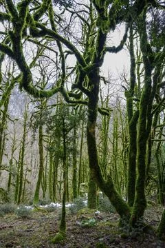 Trees with intertwined branches in a mountain forest covered with green moss Stock Photos