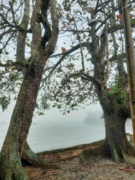 Trees intertwined by the sea Stock Photos