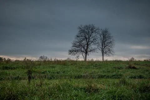 Trees isolated in a field Stock Photos