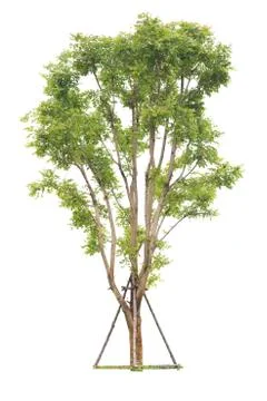 Trees isolated on white background, Clipping path Stock Photos