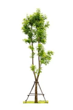 Trees isolated on white background with Clipping path Stock Photos