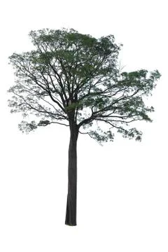 Trees isolated on white background, Clipping path Stock Photos