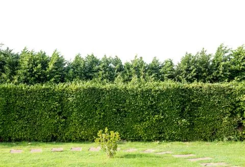 Trees isolated on white background. Cut out and path. use for architecture Фото
