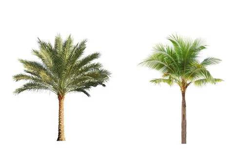 Trees isolated on  white Background. High Resolution Stock Photos