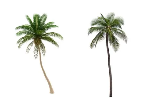 Trees isolated on  white Background. High Resolution Stock Photos