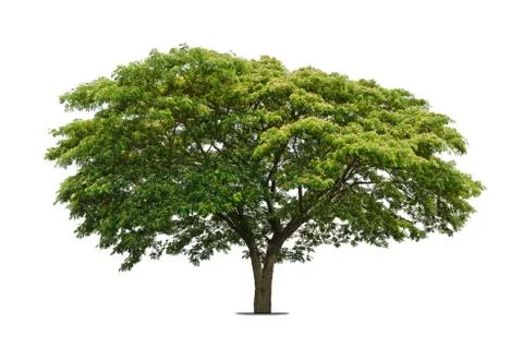 Trees isolated on white background Stock Photos