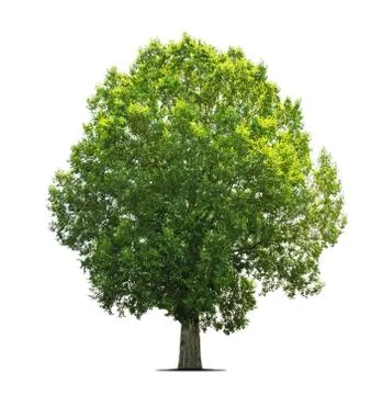 Trees isolated on white background Stock Photos