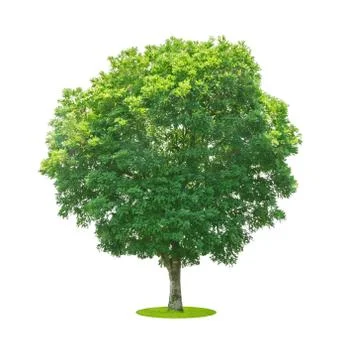 Trees isolated on white background Stock Photos