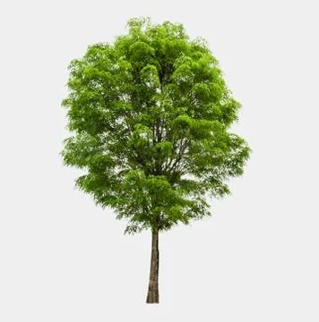 Trees isolated on white background Stock Photos
