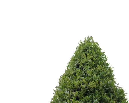 The trees isolated on white background. Stock Photos