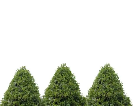 The trees isolated on white background. Stock Photos