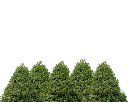 The trees isolated on white background. Stock Photos