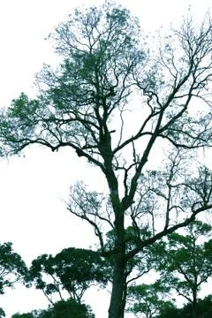 Trees isolated on white background. Stock Photos