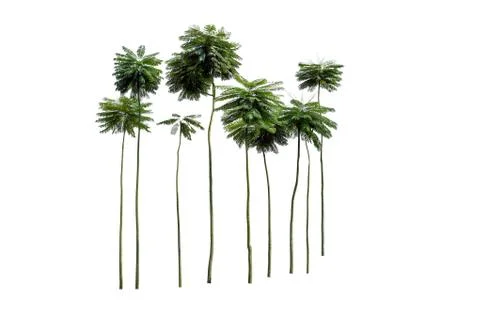 Trees isolated on white background Stock Photos